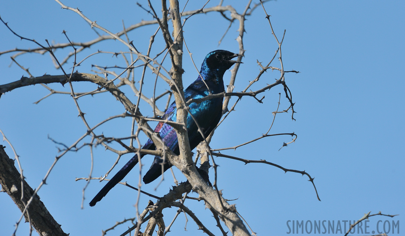 Lamprotornis australis [550 mm, 1/5000 sec at f / 8.0, ISO 1600]